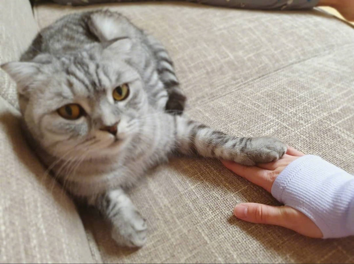 猫爪在上的原则