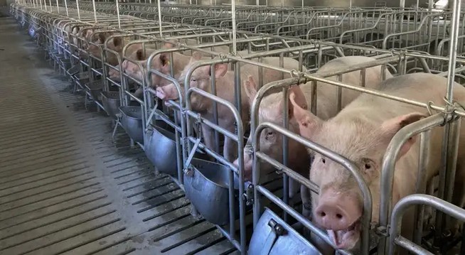 猪一生都被关在猪圈里，会抑郁吗？