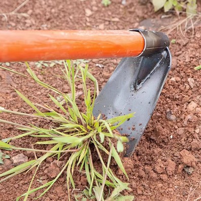 「锄禾日当午」，为什么一定要中午锄草？
